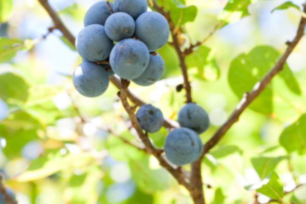 How do you make Sloe Gin | Find a recipe for Sloe Gin
