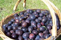 How do you make Damson Cheese | Find a recipe for Damson Cheese