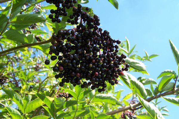How to make Spiced Elderberry Jelly | Rosie Makes Jam Recipes