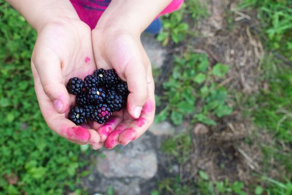 How do you make Blackberry Cordial | Find a recipe for Blackberry Cordial